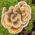 Turkey Tail Mushrooms: Nature’s Shield for Immunity