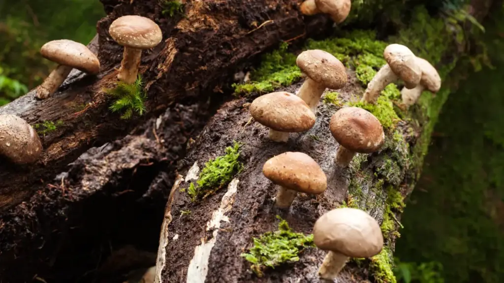 Shiitake (Lentinula edodes)